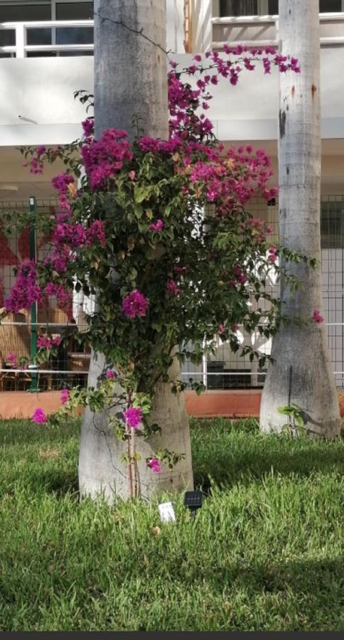 Mama Yumbo Apartment Playa del Ingles  Luaran gambar